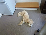 Photo_5